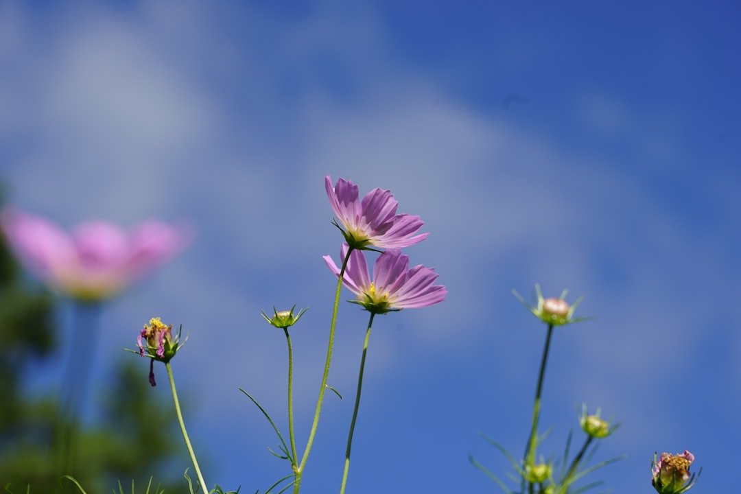 Qian und Kun, die beiden Grundzeichen: Der Ursprung von Himmel und Erde, die Mutter aller Dinge.